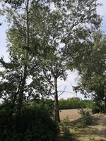  Álamo (Populus alba)