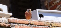 Cernícalo primilla (Falco naumanni)