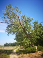 Chopo (Populus nigra)