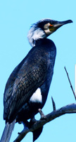 Cormorán grande (Phalacrocorax carbo)