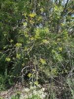  Fresno hoja estrecha (Fraxinus angustifolia)
