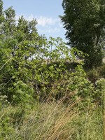  Higuera (Ficus carica)